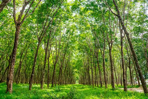 Bosques Gestionados De Forma Sostenible Revista De Flores Plantas