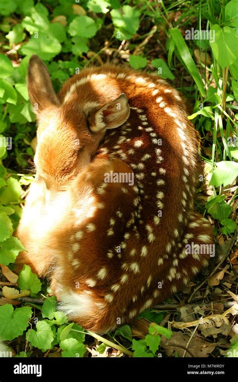 sleeping baby fawn