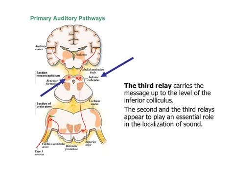 What Where Auditory Pathway