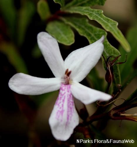 Nparks Pseuderanthemum Sinuatum