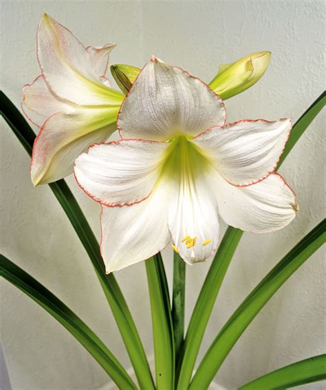how to amaryllis care 4