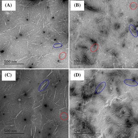 Tem Micrographs Of Samples A Cncs 0 B Cncs 1 C Cncs 2 And D Cncs 3