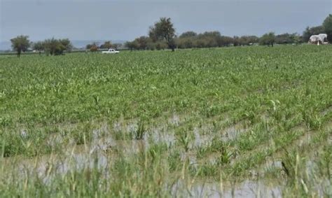 Aseguran Contra Daños 225 Mil Hectáreas De Cultivos En Guanajuato Tus