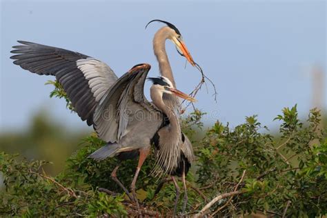 Pares De Acoplar Garzas De Gran Azul Con Volar De Las Alas Foto De