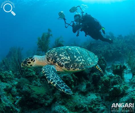 Hawksbill Sea Turtle Eretmochelys Imbricata Angari Foundation