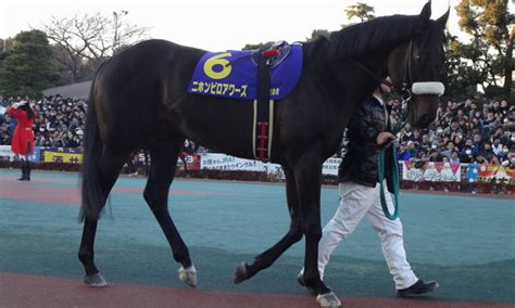 ﾆﾎﾝﾋﾟﾛｱﾜｰｽﾞ15回大井東京ｼﾃｨ競馬tck4日 10r 農林水産大臣賞典 第59回 東京大賞典gi出走馬 写真