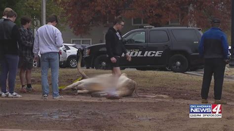 Dead Longhorn Found Outside Osu Fraternity House Youtube