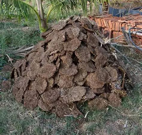 Dry Cow Dung Cake At Rs Piece Cow Dung Cake For Manure In Jalgaon