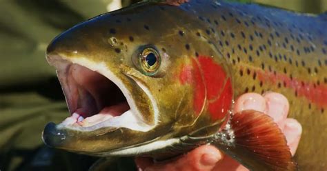 Steelhead Vs Salmon 5 Major Differences Salmon Facts