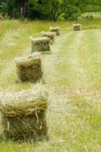 A Guide To Growing Harvesting And Baling Hay Artofit