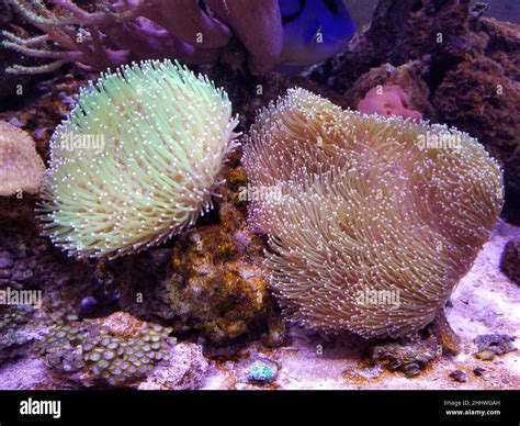 Devil's hand coral and toadstool leather coral reef inside an aquarium ...