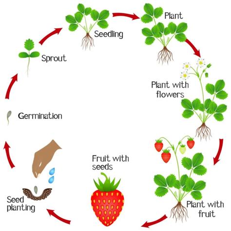 Life Cycle Of Strawberry Plants The Definitive Guide Updated 2022