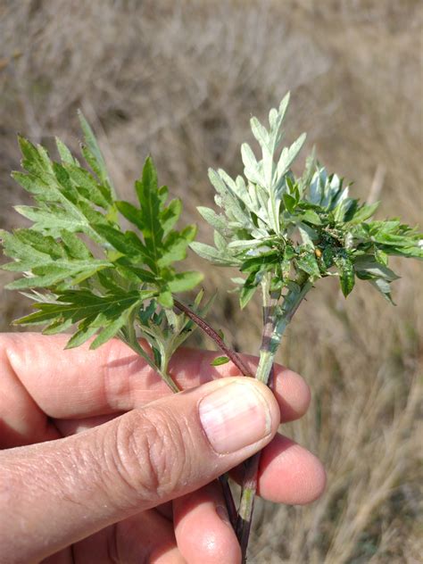 Artemisia Verlotiorum Lamotte