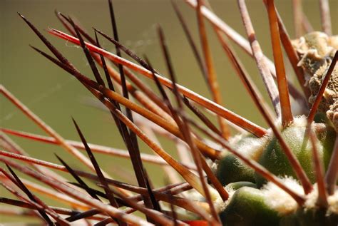 Beautiful Cactus Spikes for Your Garden