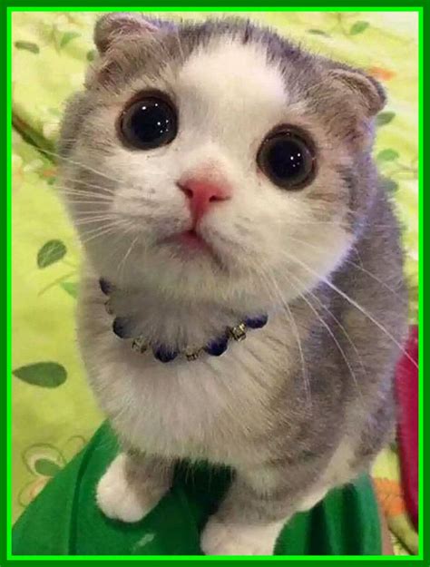 Cute Cat Breeds With Big Eyes - Pets Lovers