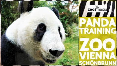 Tiergarten Schönbrunn Training mit Großen PANDAS zoos media YouTube