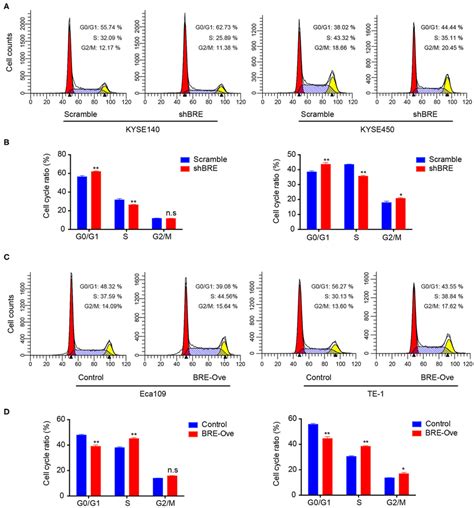 Bre Promotes Cell Cycle Progression Of Escc Cells Cell Cycle