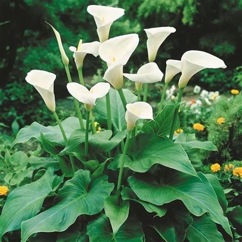 Arrow Arum White Zantedeschia Aethiopica Hardy Bog Plants