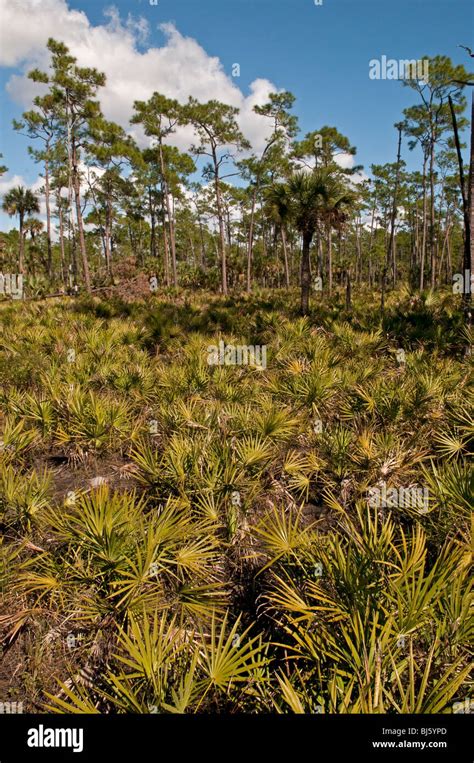 Saw Palmetto Serenoa Repens And Pines Corkscrew Swamp Sanctuary