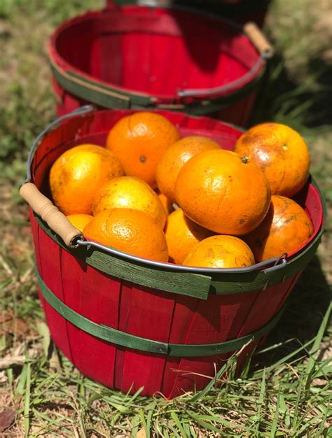 This Homemade Citrus Power Cleaner Works Pioneering The Simple Life