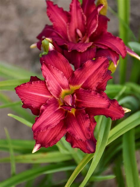 Double Pardon Me Daylily - Jeffries Nurseries