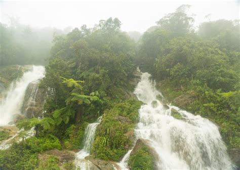 The Incredible Rainforests Of South America Nature And Culture