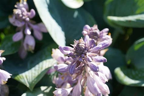 When Do Plantain Lilies Bloom? Optimize Your Garden's Blooming Season