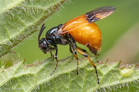 IMGP1654 Bramble Sawfly Arge Cyanocrocea Ovipositting Flickr