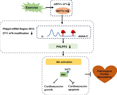 Proposed Working Model By Which Downregulation Of Rna M⁶a Download