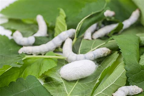 how to clean mulberries of bugs