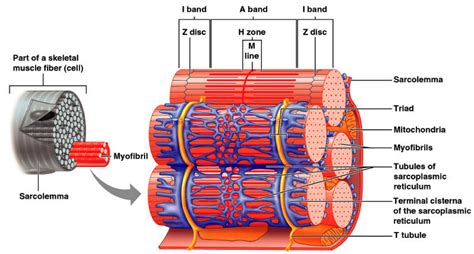 Microscopic Structure Of Skeletal Muscle