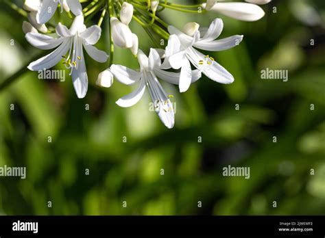 Agapanthus Praecox Blue Lily Flower Close Up African Lily Or Lily Of