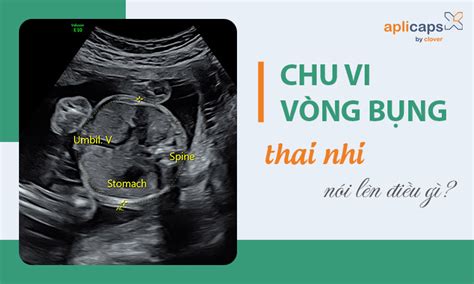 Nh Ng Th Ng Tin Th V V Chu Vi V Ng B Ng Thai Nhi