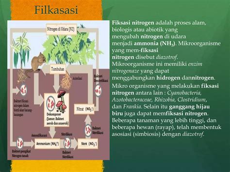 Siklus Nitrogen Dan Fungsinya Bagi Kehidupan Ppt