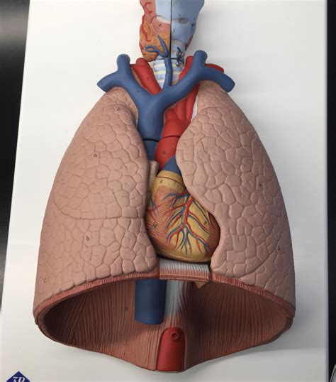 Lung Model Diagram Quizlet