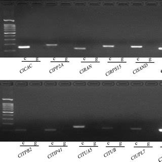 PCR Amplification Products Of The Candidate Reference Genes On CDNA And