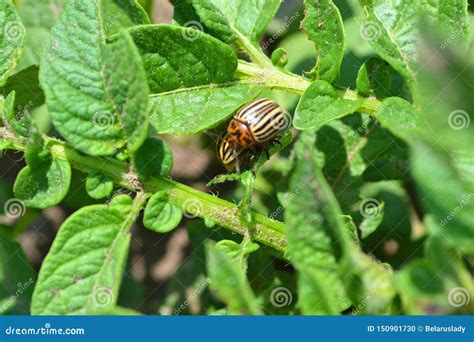 Colorado Beetle On Potato Field Agriculture Insect Stock Photo Image