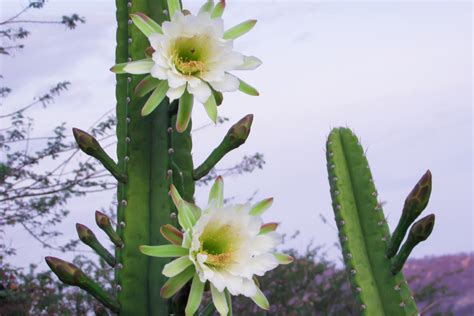 Flor De Mandacaru Significado LIBRAIN