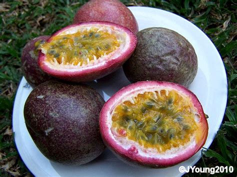 South African Photographs Granadilla Passion Fruit