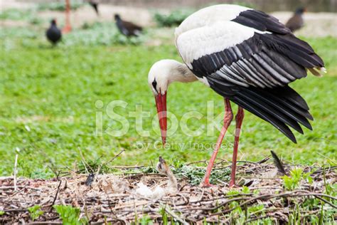 Mother Stork Feeding Its Youngs Stock Photo | Royalty-Free | FreeImages