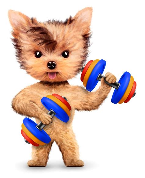 Funny Dog Training With Dumbbell In Sport Gym Stock Illustration