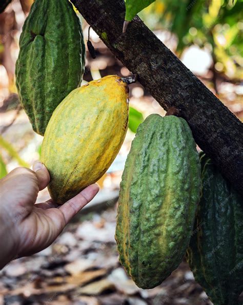 Premium Photo | Harvest the agricultural cacao farmer's hand holding