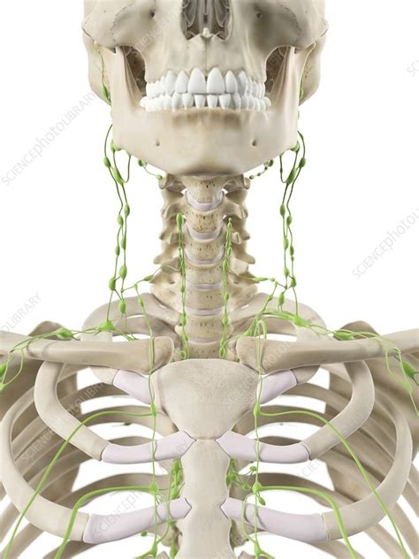 Back Of Neck Anatomy Lymph Nodes