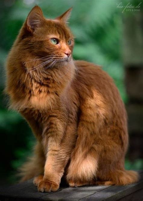 Brown Cat Breeds Pictures Pets Lovers