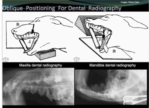 Msk Head Diagnostic Imaging Lecture Flashcards Quizlet