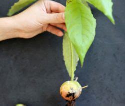 Avocadokern Pflanzen Avocado Anbau Zu Hause Plantura