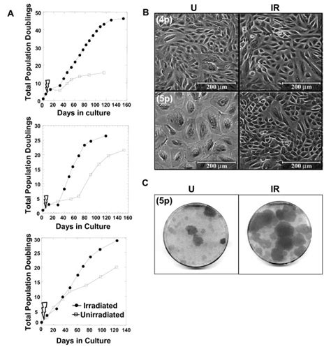 The Growth Of Human Mammary Epithelial Cells Cultures Exposed To 200