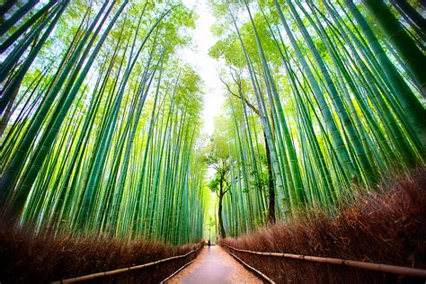 O Guia Completo Para A Floresta De Bambu Arashiyama Em Kyoto BlazeTrip