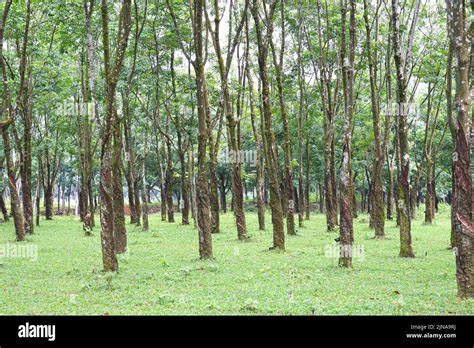 natural raw rubber tree plant in farm Stock Photo - Alamy