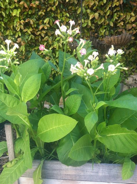 Virginia Gold Tobacco Seeds Heirloom Nicotiana Tabacum Etsy